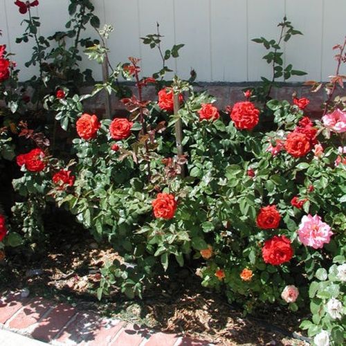 Rosa Terracotta® - rosso - Rose Ibridi di Tea - Rosa ad alberello0
